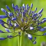 2012-04/agapanthus-susan.jpg