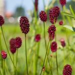 2012-04/sanguisorba_1.jpg