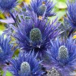 eryngium-alpinum.jpg